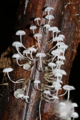 Mycena maldea