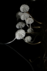 Mycena maldea