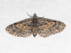 Eupithecia palpata