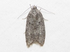 Semioscopis inornata