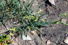 Carex serratodens