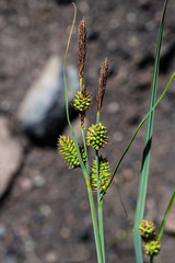 Carex serratodens