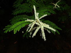 Mimosa myriadenia