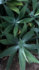 Agave attenuata