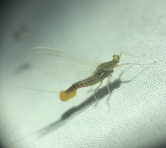 Ephemerella