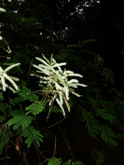 Mimosa myriadenia
