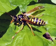 Polistes dominula