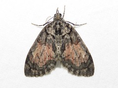 Hydriomena perfracta
