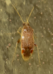 Hamatophylus guttulosus