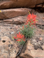 Castilleja scabrida scabrida