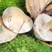 Hebeloma ingratum - Photo (c) mycowalt, some rights reserved (CC BY-SA), uploaded by mycowalt