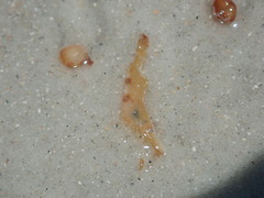 Leander tenuicornis