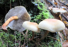 Hypholoma capnoides image