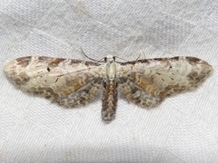 Eupithecia ravocostaliata