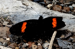 Castilia castilla