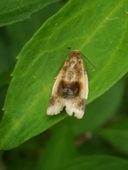 Clepsis melaleucanus