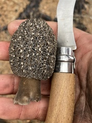 Morchella tomentosa