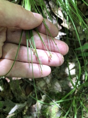 Trichophorum planifolium