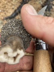 Morchella tomentosa