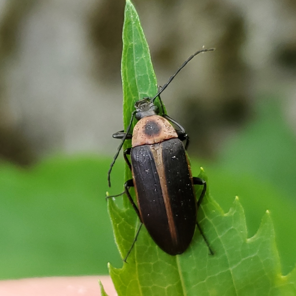 Pseudocistela marginata