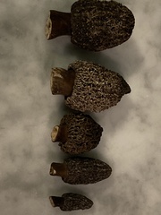 Morchella tomentosa