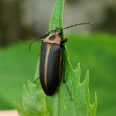 Pseudocistela marginata