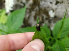 Pseudocistela marginata