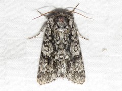 Acronicta impressa