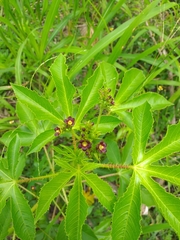 Jatropha gossypiifolia