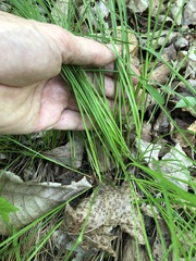 Trichophorum planifolium