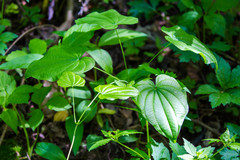 Dioscorea quaternata