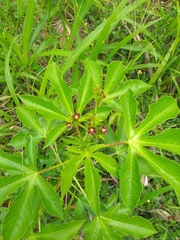 Jatropha gossypiifolia