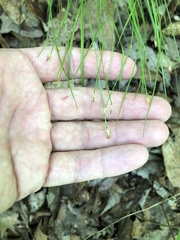 Trichophorum planifolium