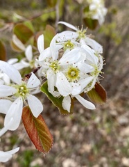 Amelanchier interior