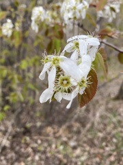 Amelanchier interior