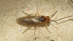 Hoplocampa