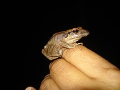 Leptodactylus albilabris