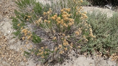 Chrysothamnus
