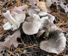 Tricholoma terreum image