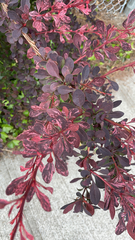 Berberis thunbergii