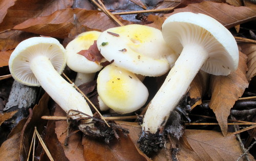 Gold Dust Waxy Cap