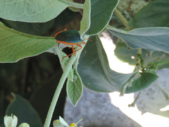 Edessa rufomarginata