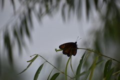 Limenitis archippus obsoleta