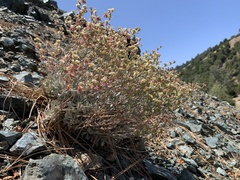 Eriogonum saxatile