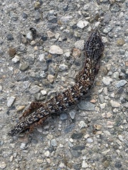 Elgaria multicarinata