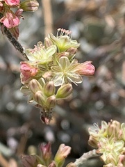 Eriogonum saxatile