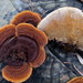 Gloeophyllum sepiarium - Photo (c) mycowalt, μερικά δικαιώματα διατηρούνται (CC BY-SA), uploaded by mycowalt