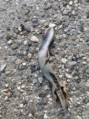 Elgaria multicarinata