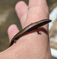 Gymnophthalmus underwoodi