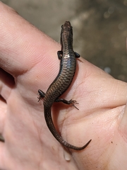 Gymnophthalmus underwoodi